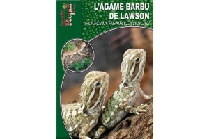 Le Pogona de Lawson - Pogona henrylawsoni Guide Reptilmag